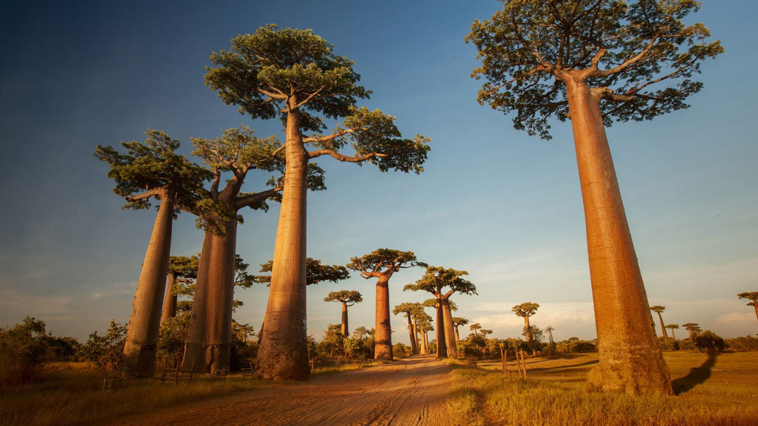 Baobab: origen, impacto económico y beneficios para el cabello afro